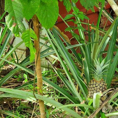 Jungle Eco Reserve 호텔 콜론 외부 사진