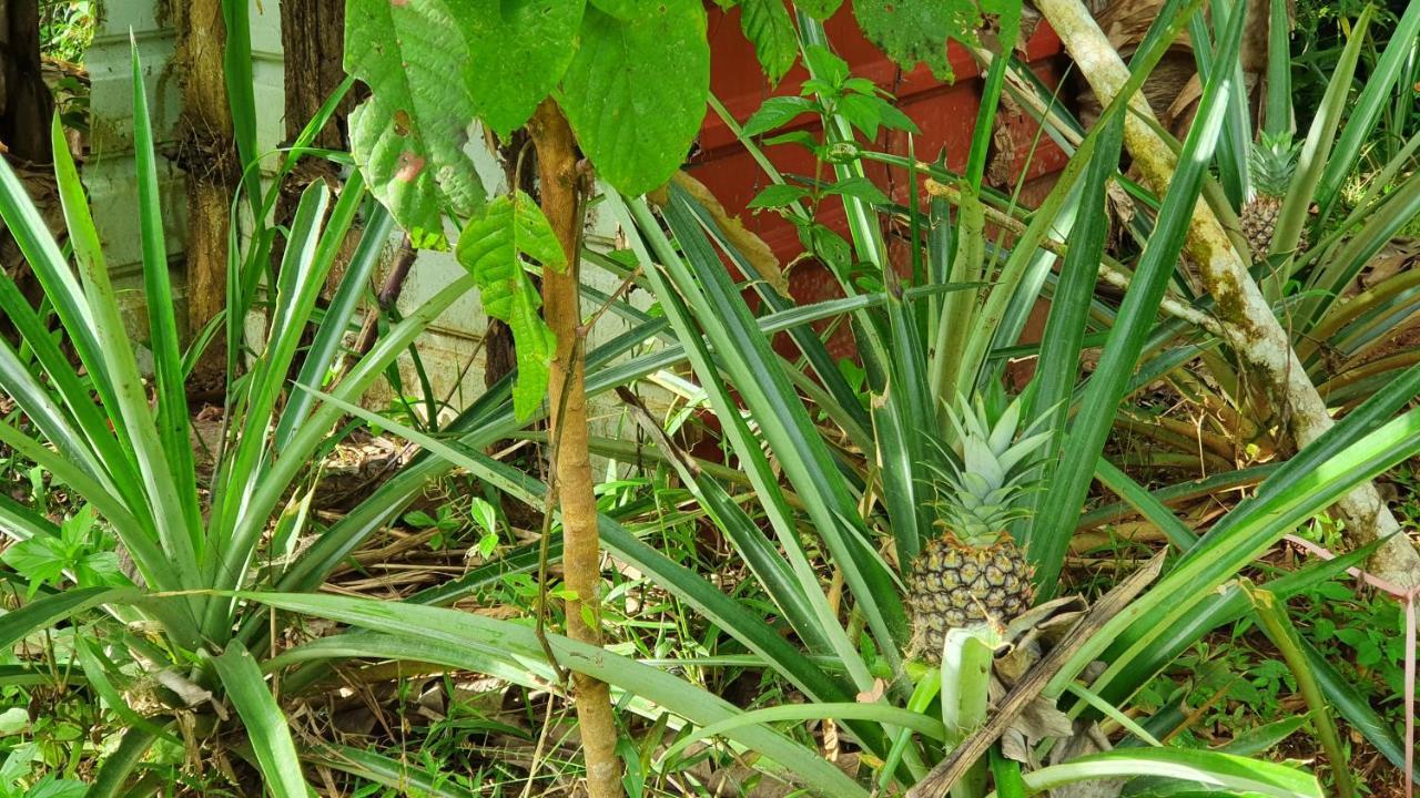 Jungle Eco Reserve 호텔 콜론 외부 사진