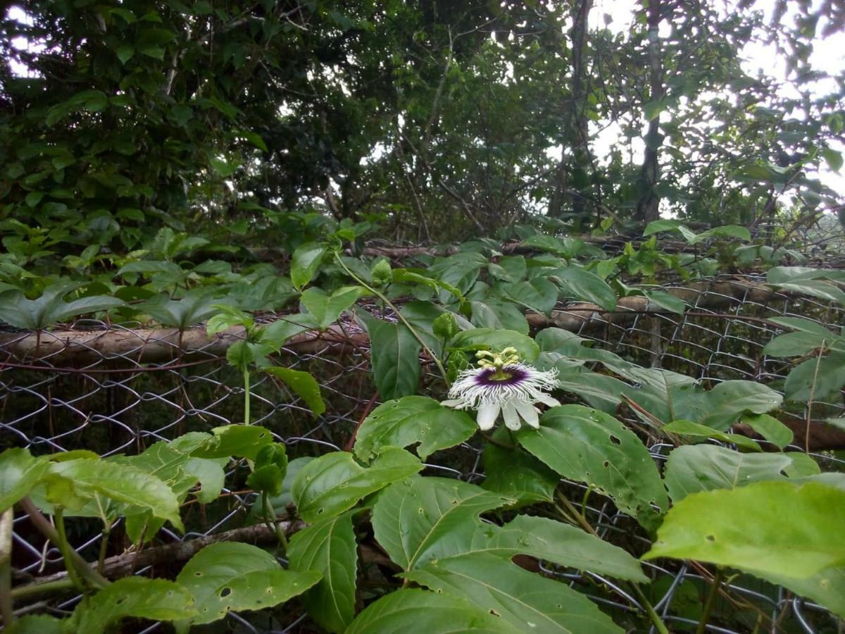 Jungle Eco Reserve 호텔 콜론 외부 사진