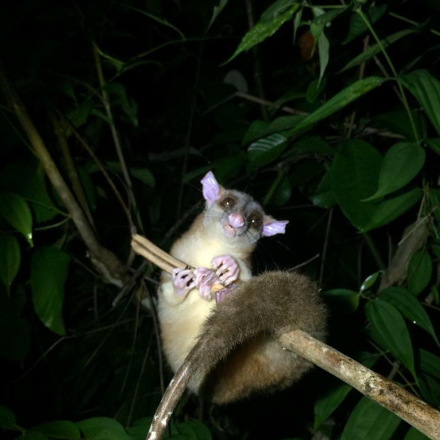 Jungle Eco Reserve 호텔 콜론 외부 사진