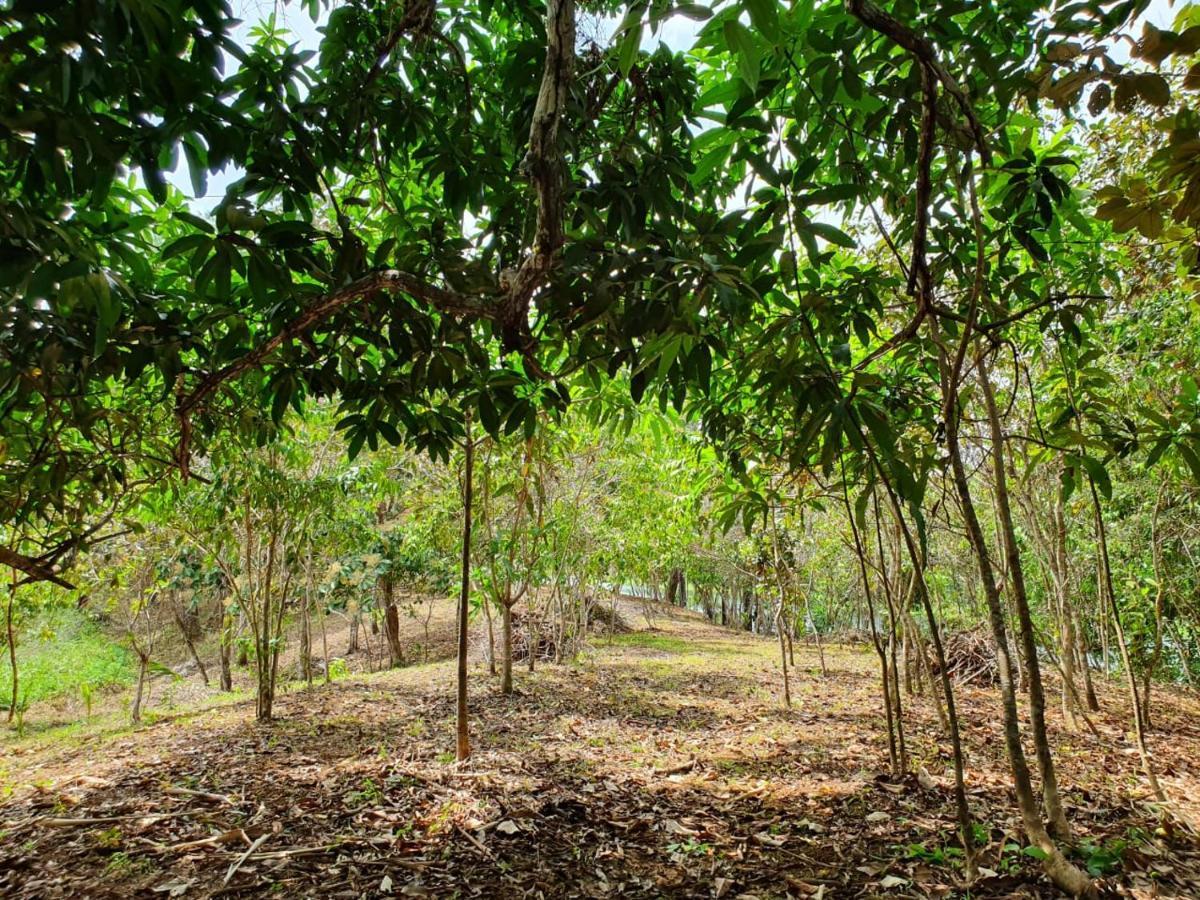 Jungle Eco Reserve 호텔 콜론 외부 사진